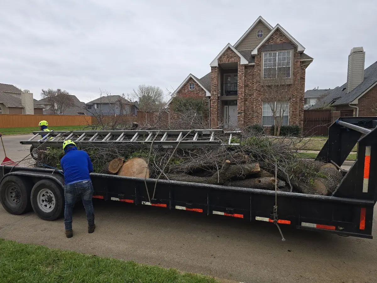 Expert Deadwooding with proper safety equipment in Beaumont